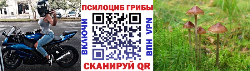 Купить закладки  Иланский  Псилоцибиновые грибы Psilocybe 